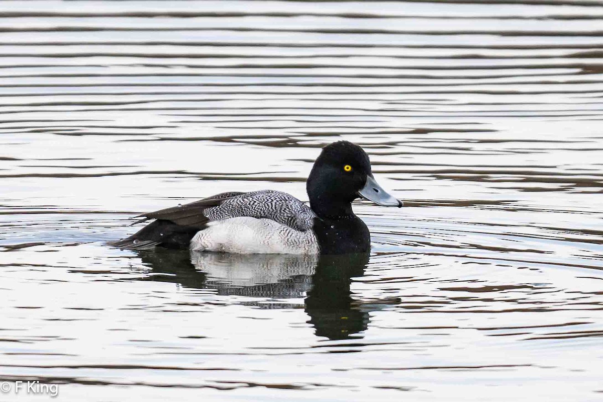 Lesser Scaup - ML616462419