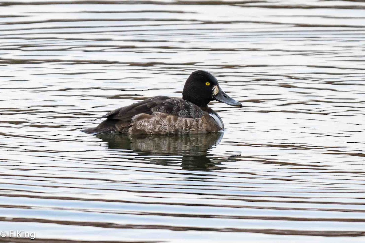 Lesser Scaup - Frank King