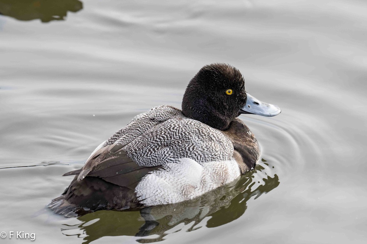 Lesser Scaup - ML616462421