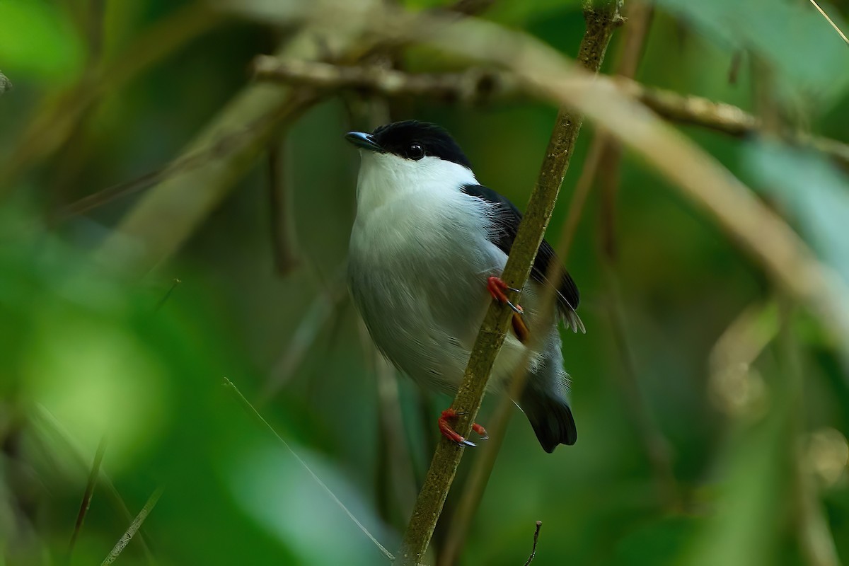 White-bearded Manakin - ML616462429