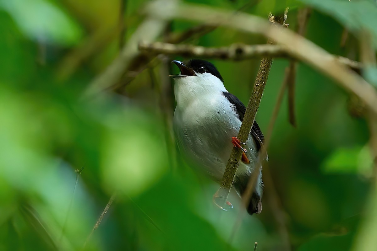 White-bearded Manakin - ML616462430