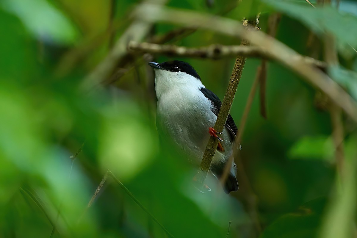 White-bearded Manakin - ML616462431