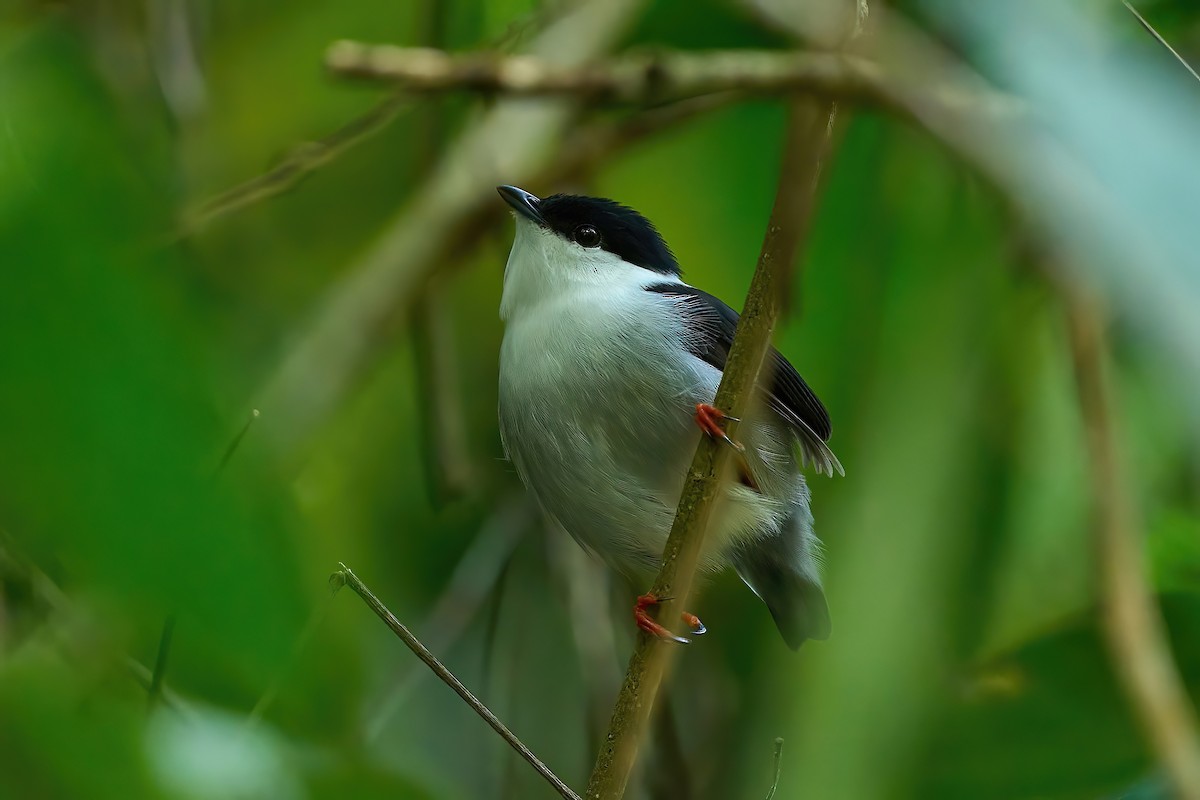 White-bearded Manakin - ML616462434