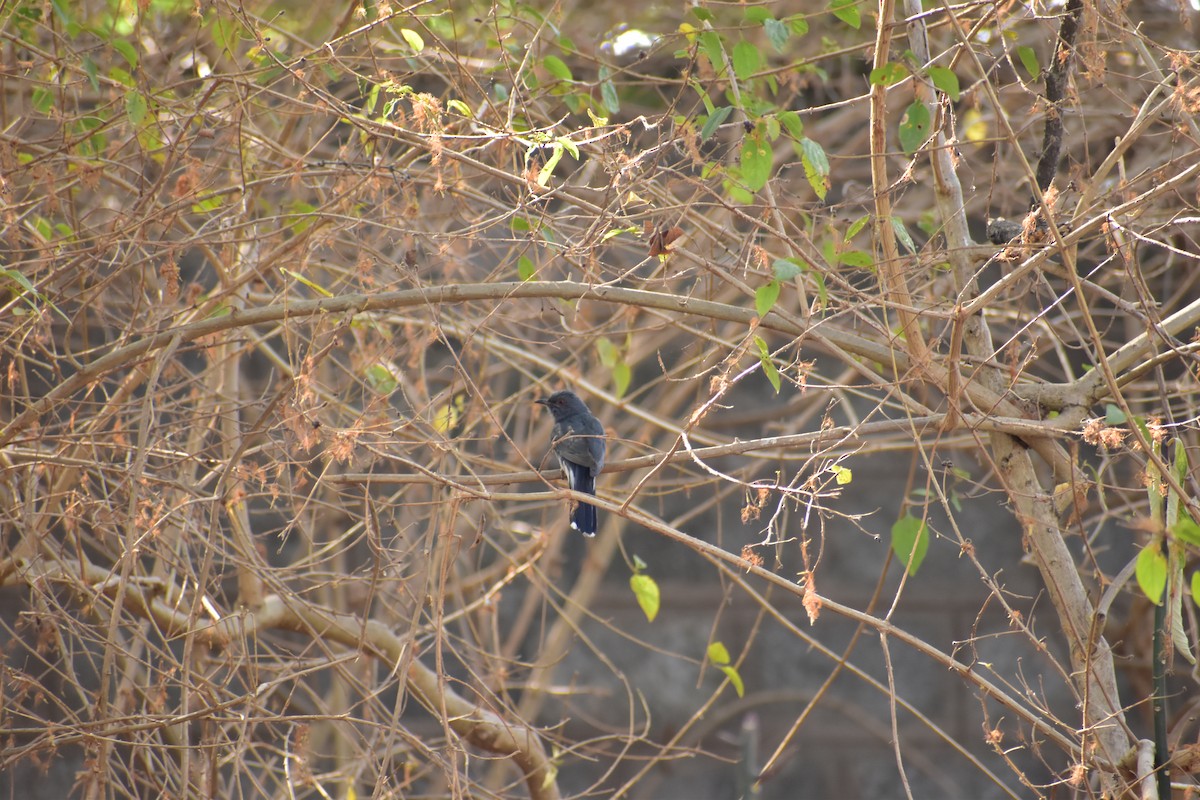 Gray-bellied Cuckoo - ML616462475