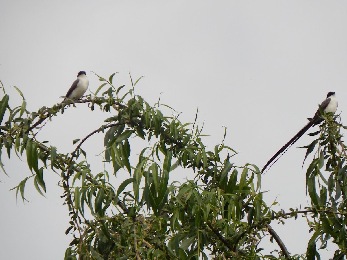 Fork-tailed Flycatcher - ML616462499