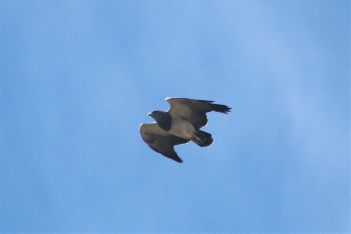 Black-chested Buzzard-Eagle - ML616462534