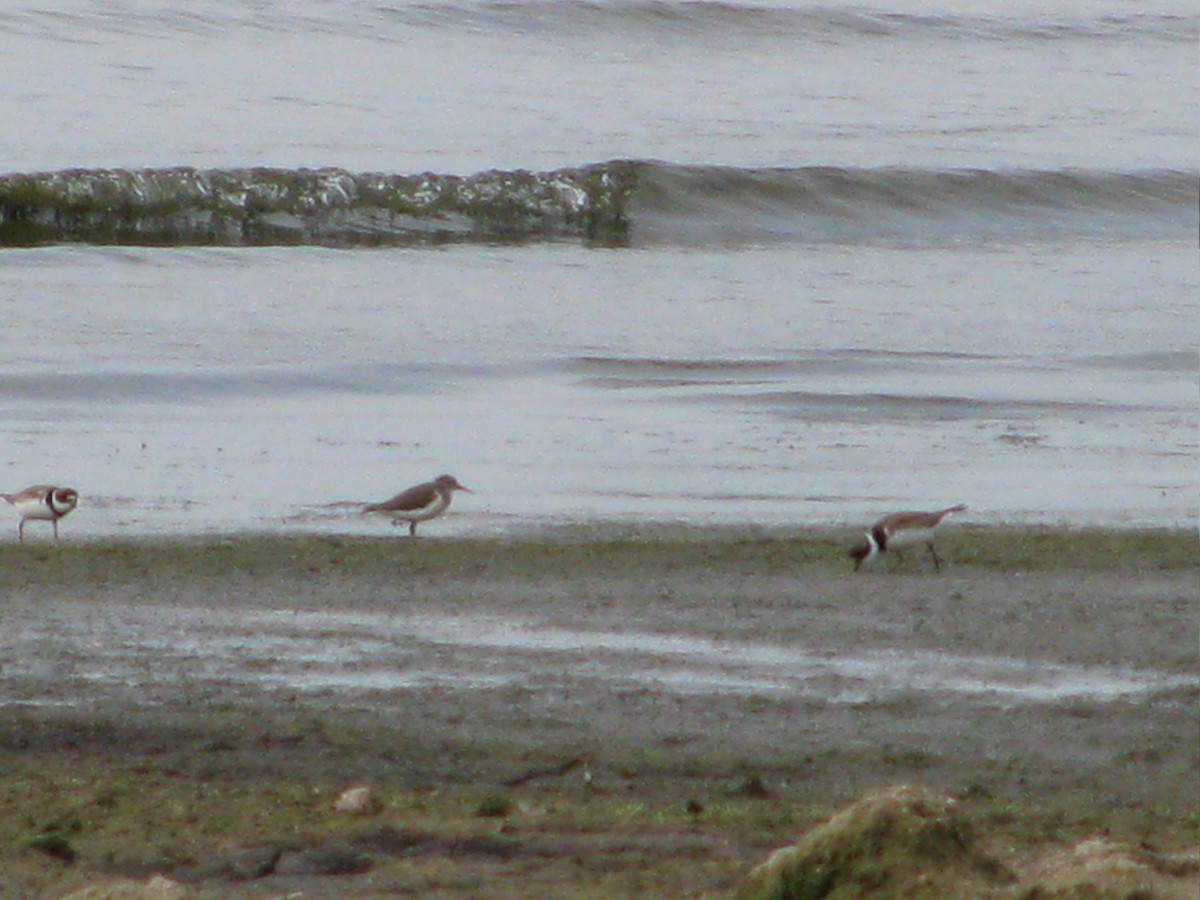 Spotted Sandpiper - Karl Heide