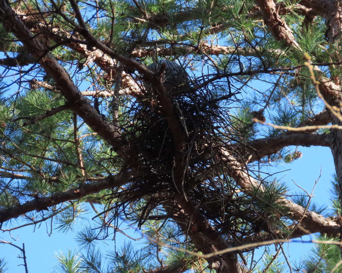 Yellow-crowned Night Heron - ML616462658