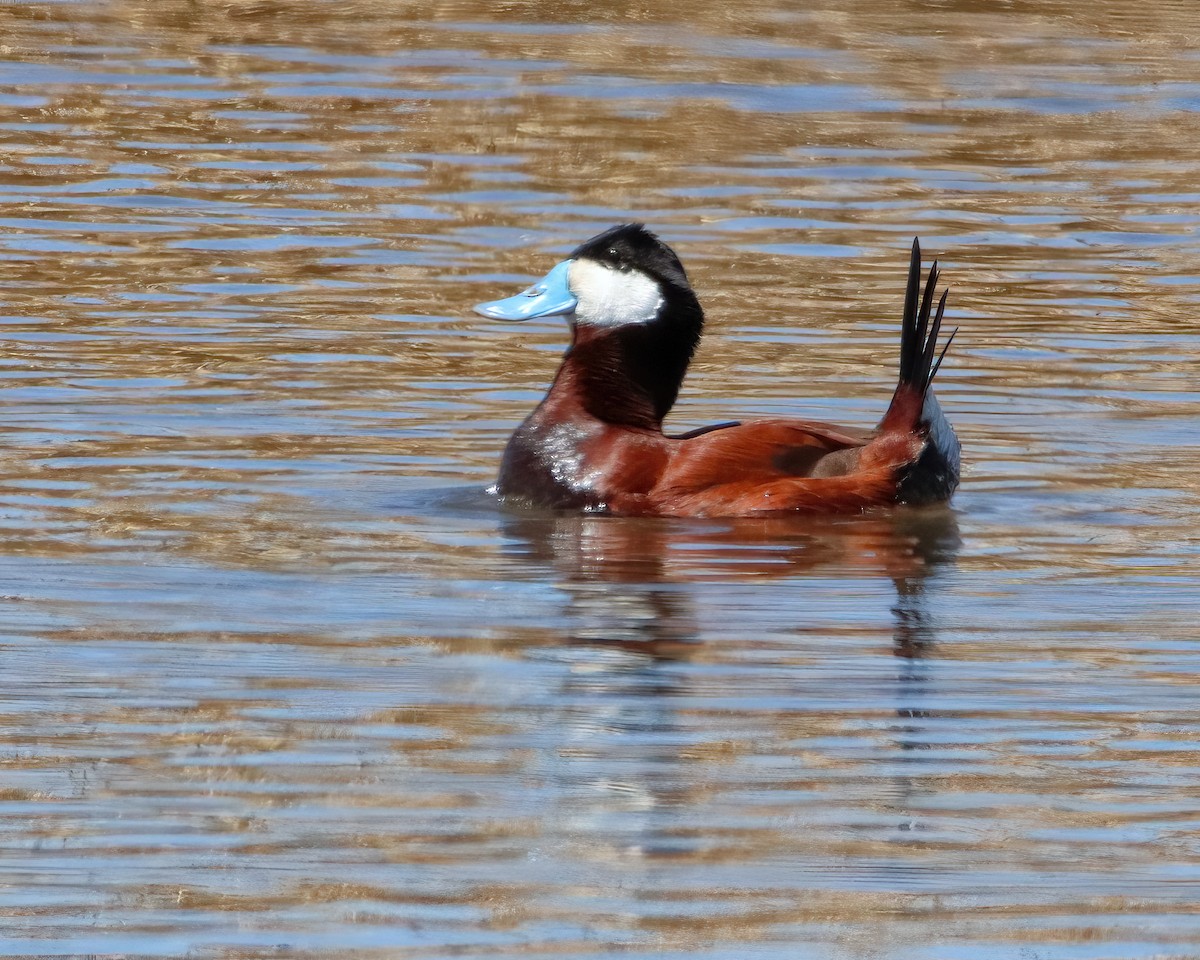 Ruddy Duck - Mike Smith