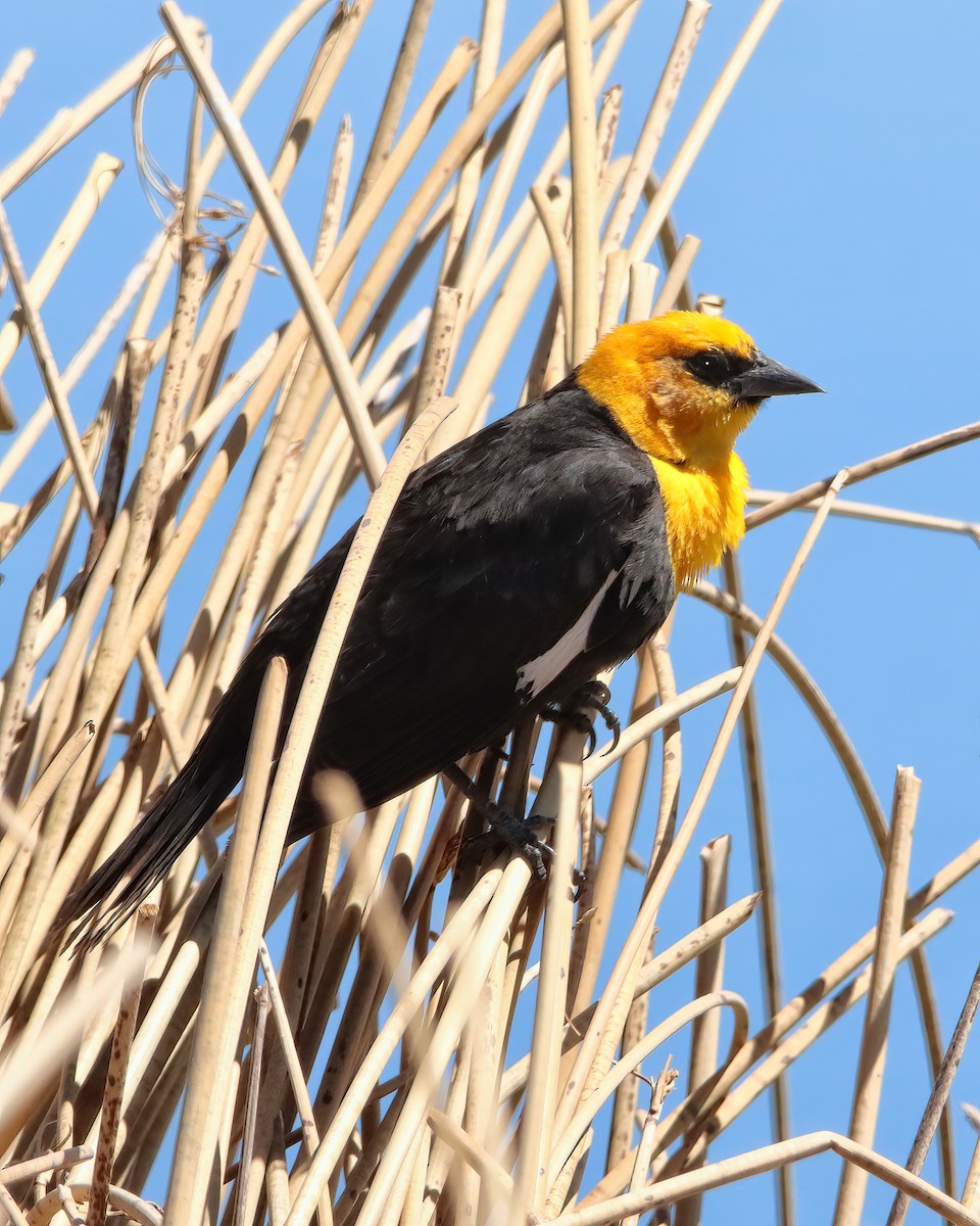 Yellow-headed Blackbird - ML616462760