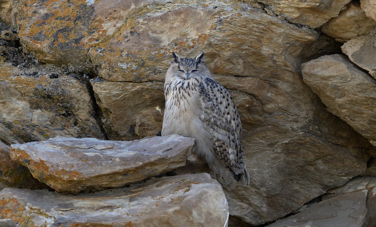 Eurasian Eagle-Owl - ML616462824