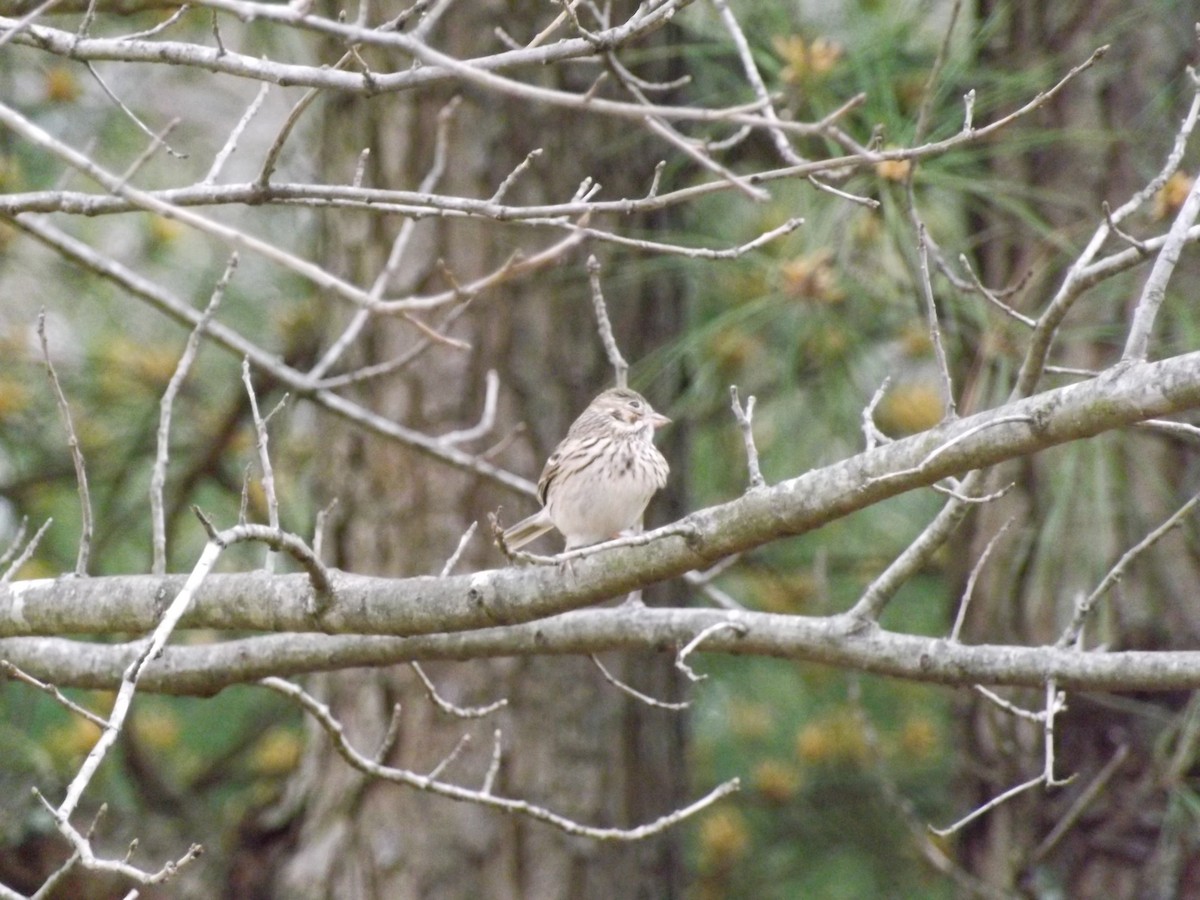 Vesper Sparrow - ML616462830