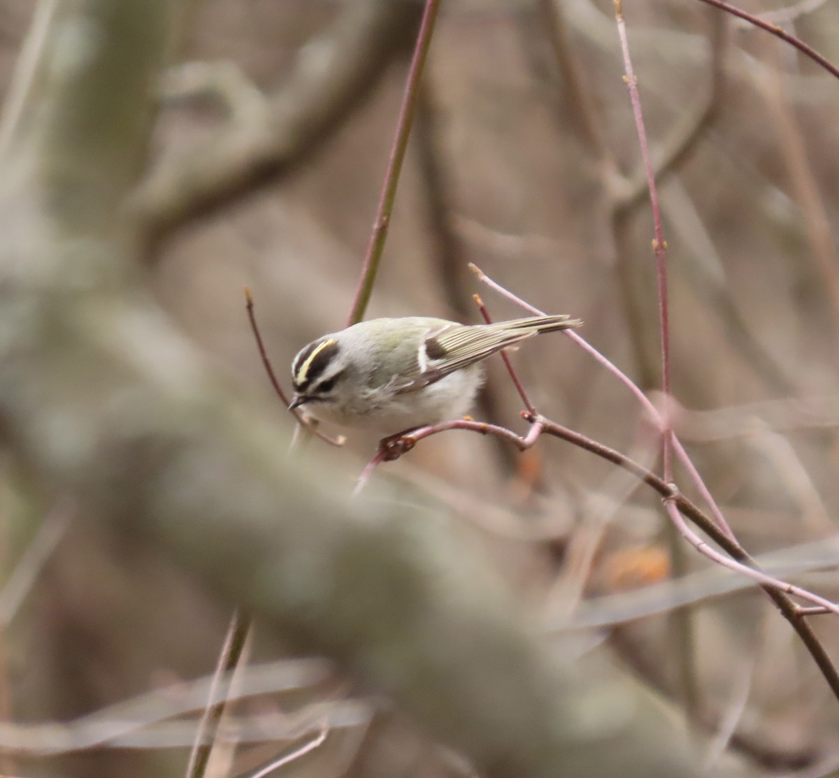 Roitelet à couronne dorée - ML616462857