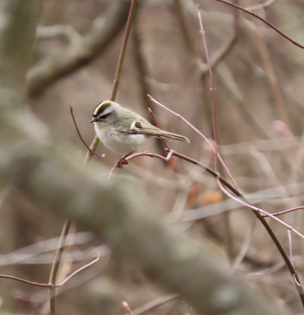 Golden-crowned Kinglet - Kevin McGrath