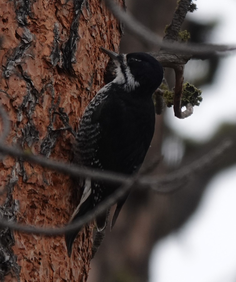 Black-backed Woodpecker - ML616462863