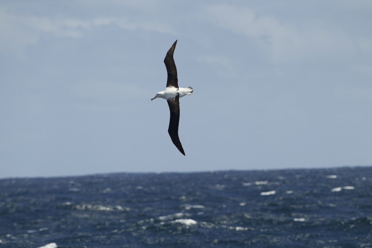 Northern Royal Albatross - ML616462870