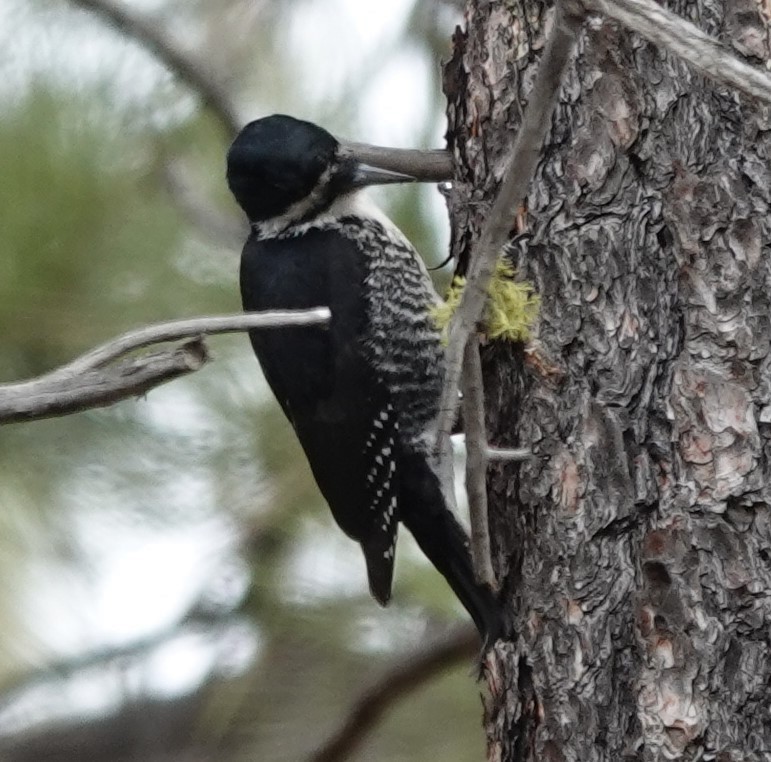 Black-backed Woodpecker - ML616462872