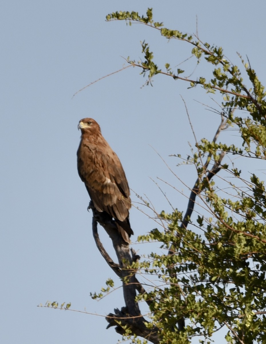 Tawny Eagle - ML616462911