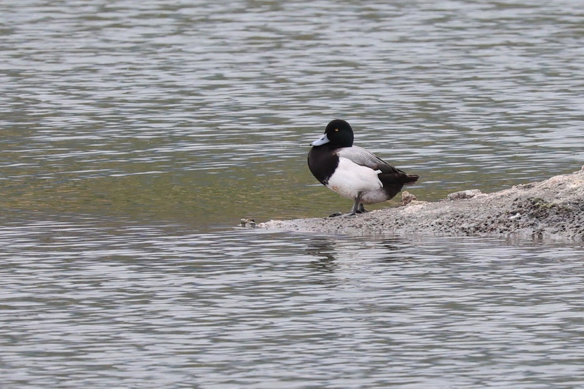 Greater Scaup - ML616462951