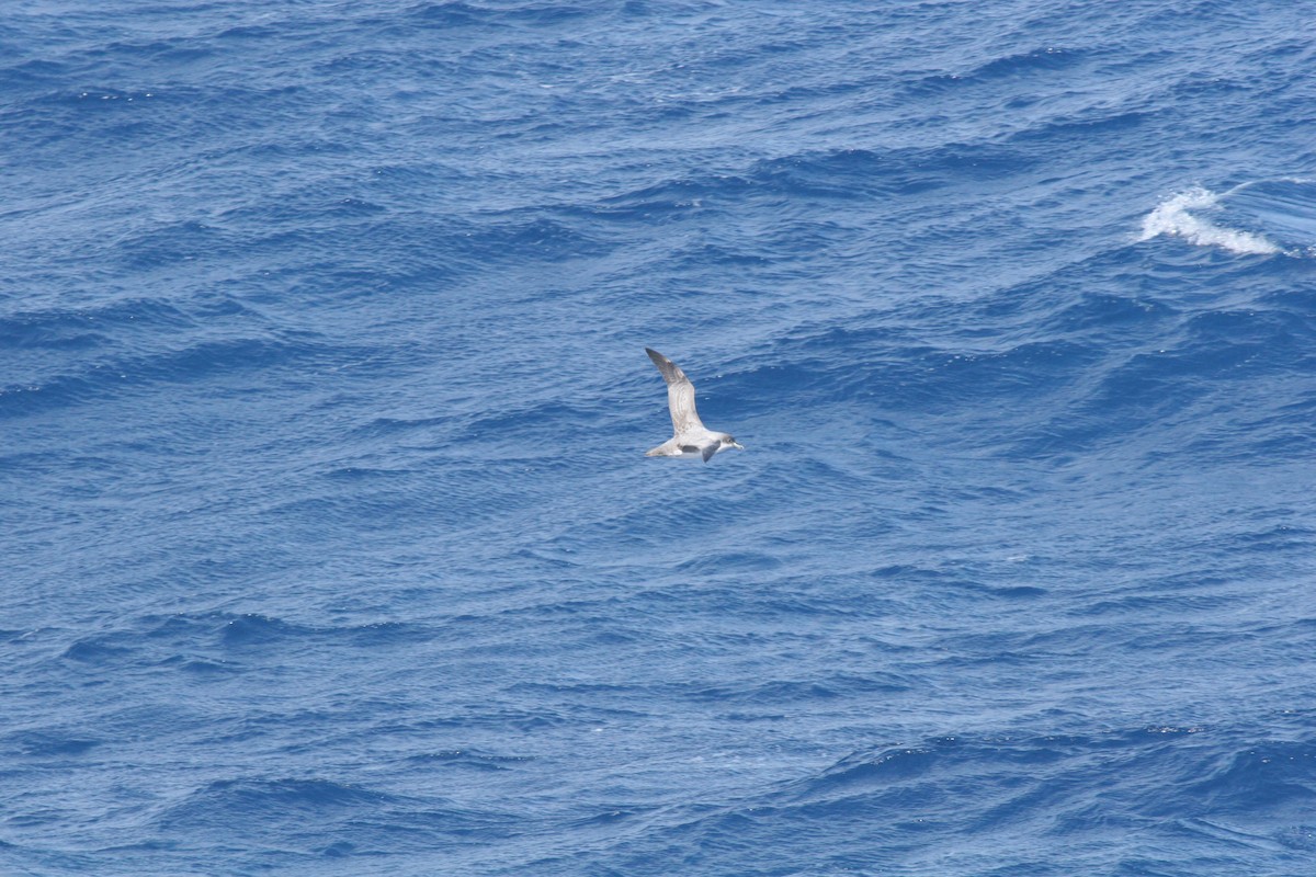 Gray Petrel - ML616462952