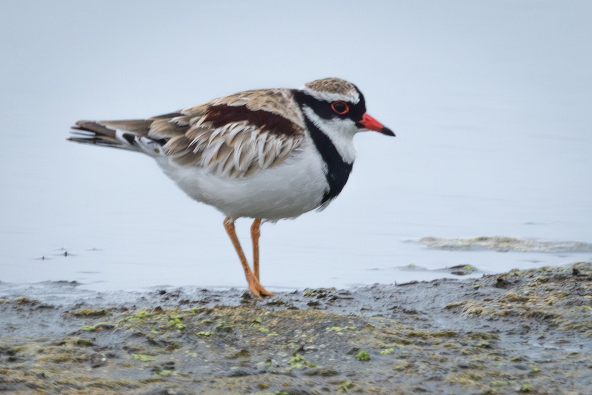 Black-fronted Dotterel - ML616463022