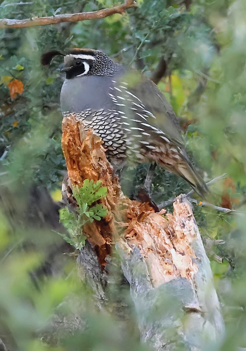 California Quail - ML616463024