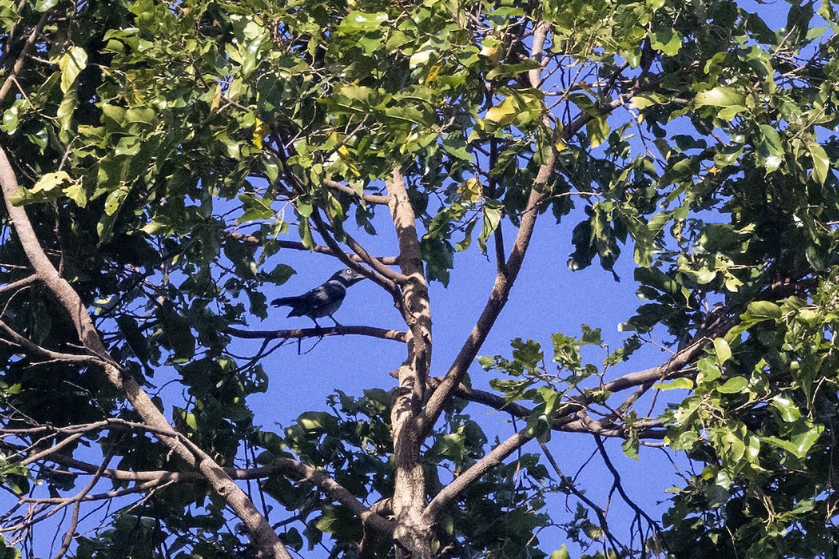 Bar-bellied Cuckooshrike - ML616463030