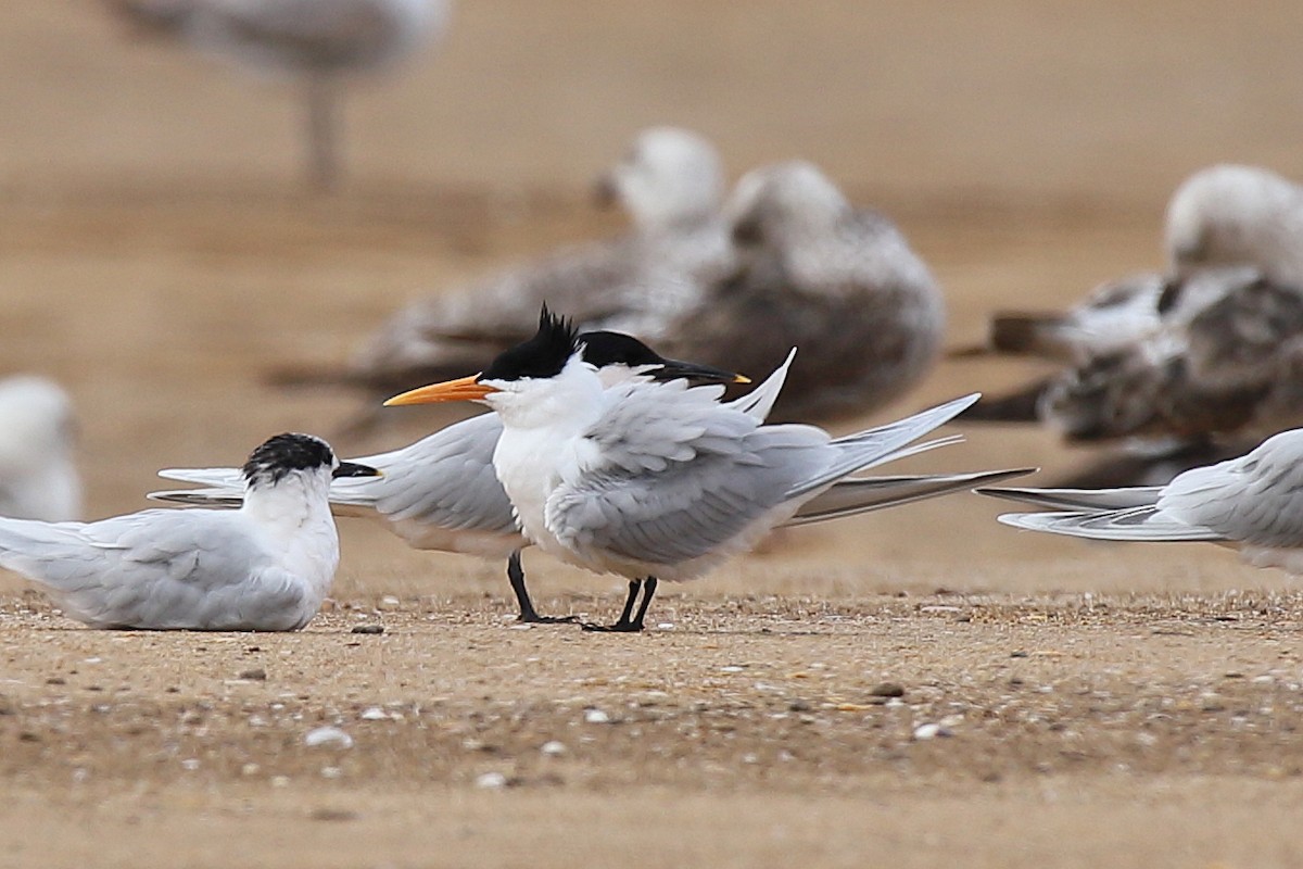 Lesser Crested Tern - ML616463038