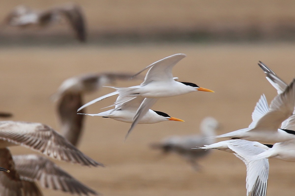 Lesser Crested Tern - ML616463039