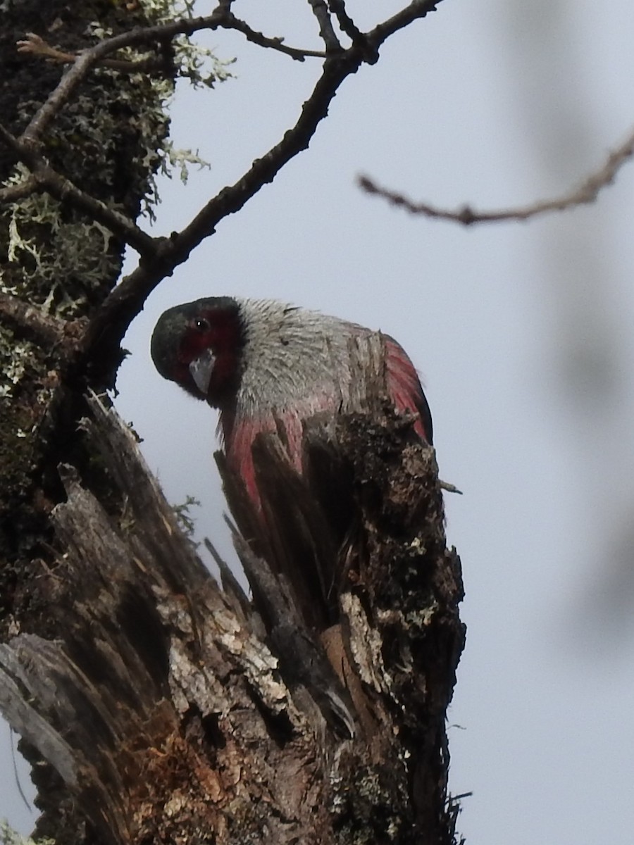 Lewis's Woodpecker - ML616463042