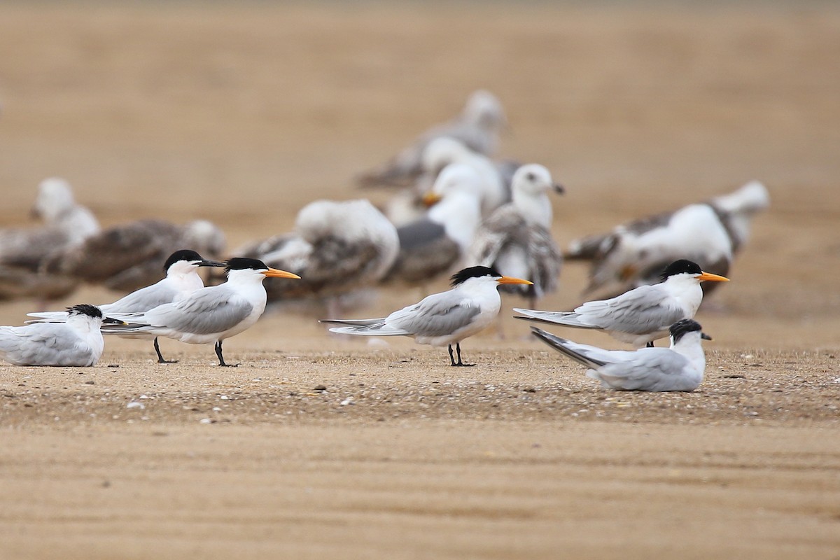 Lesser Crested Tern - ML616463043