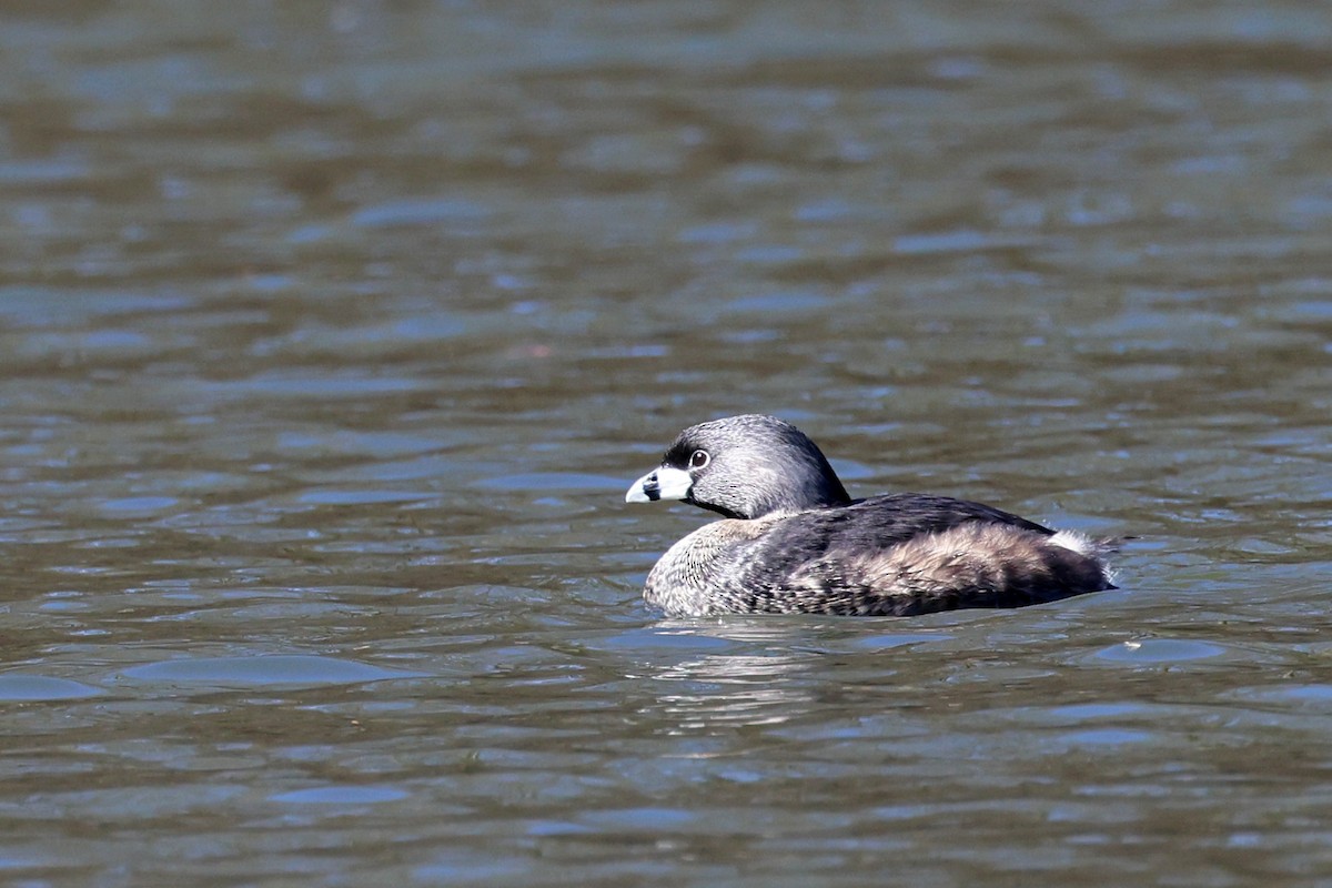 Pied-billed Grebe - ML616463080