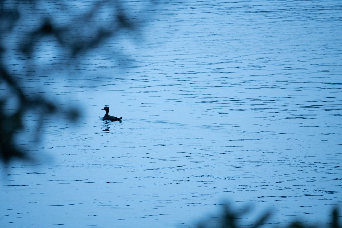 Black Scoter - ML616463089