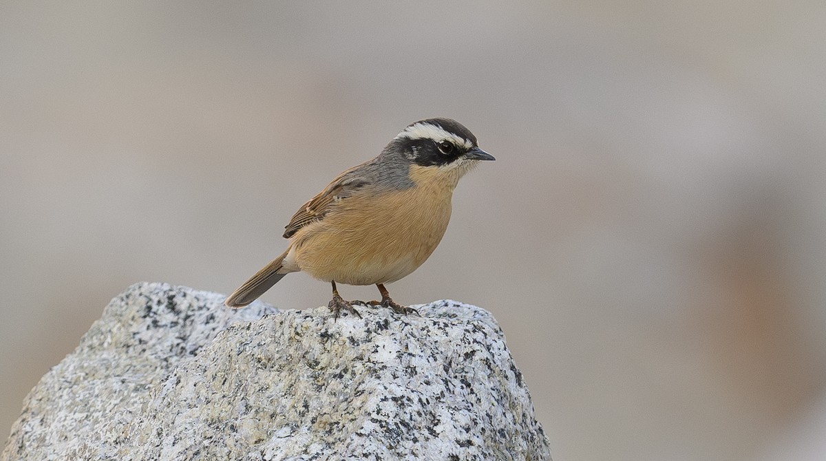 Brown Accentor - ML616463123