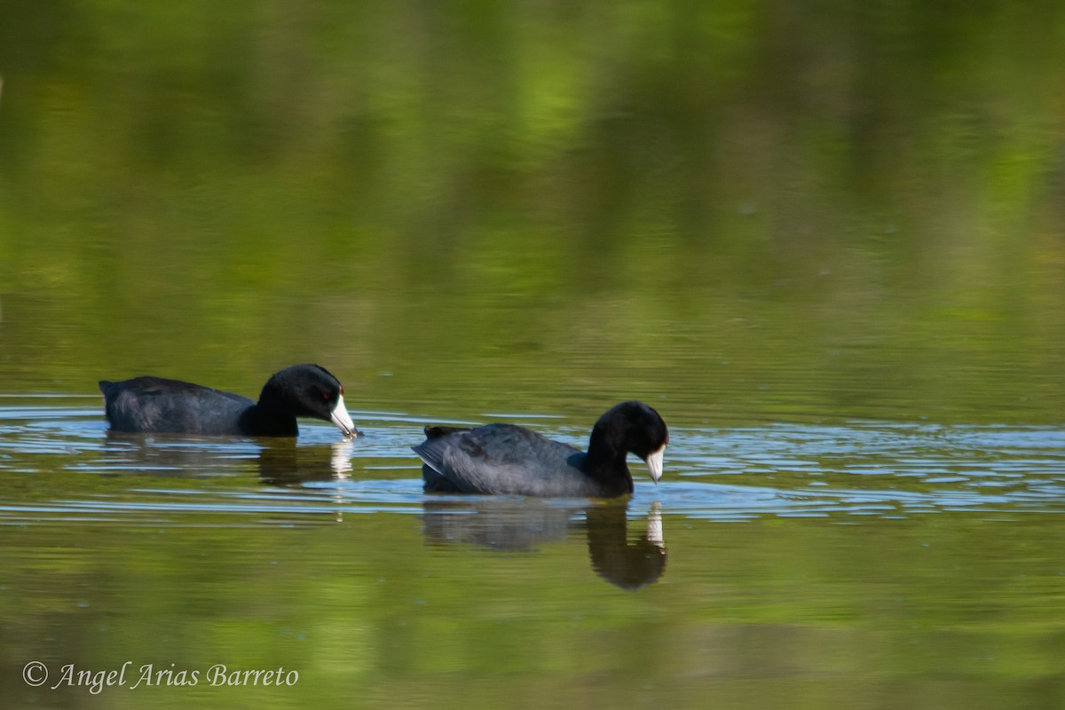 American Coot - ML616463208