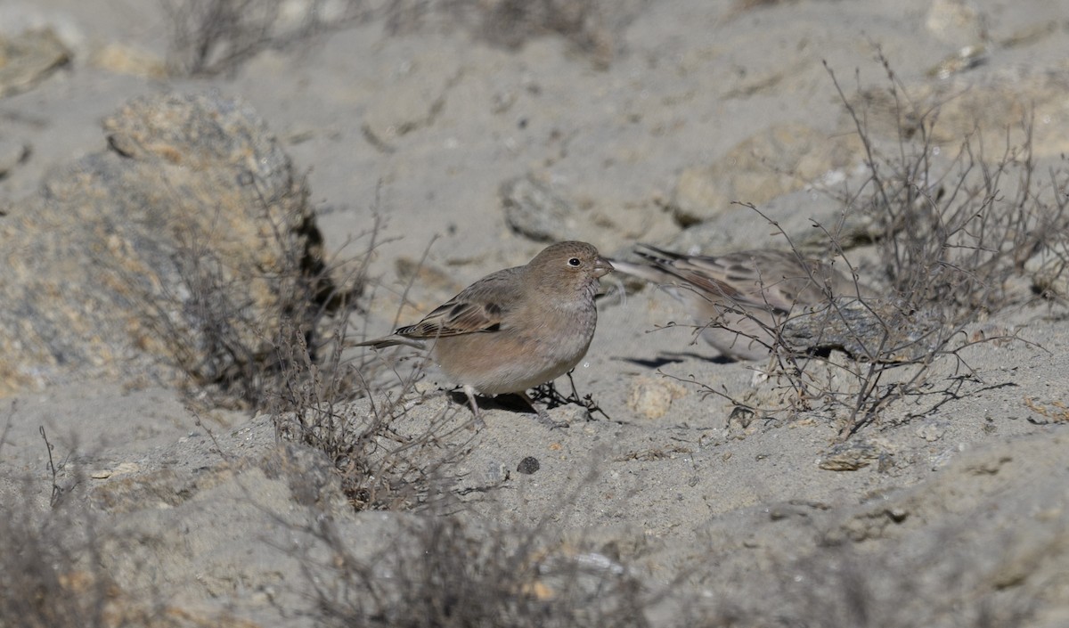 Mongolian Finch - ML616463270