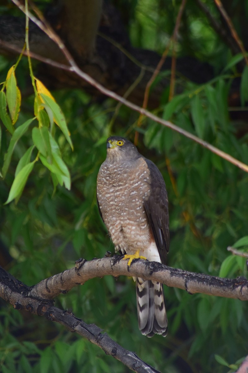 Chilean Hawk - ML616463294