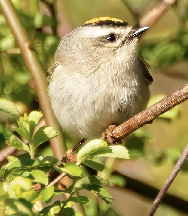 Golden-crowned Kinglet - ML616463299