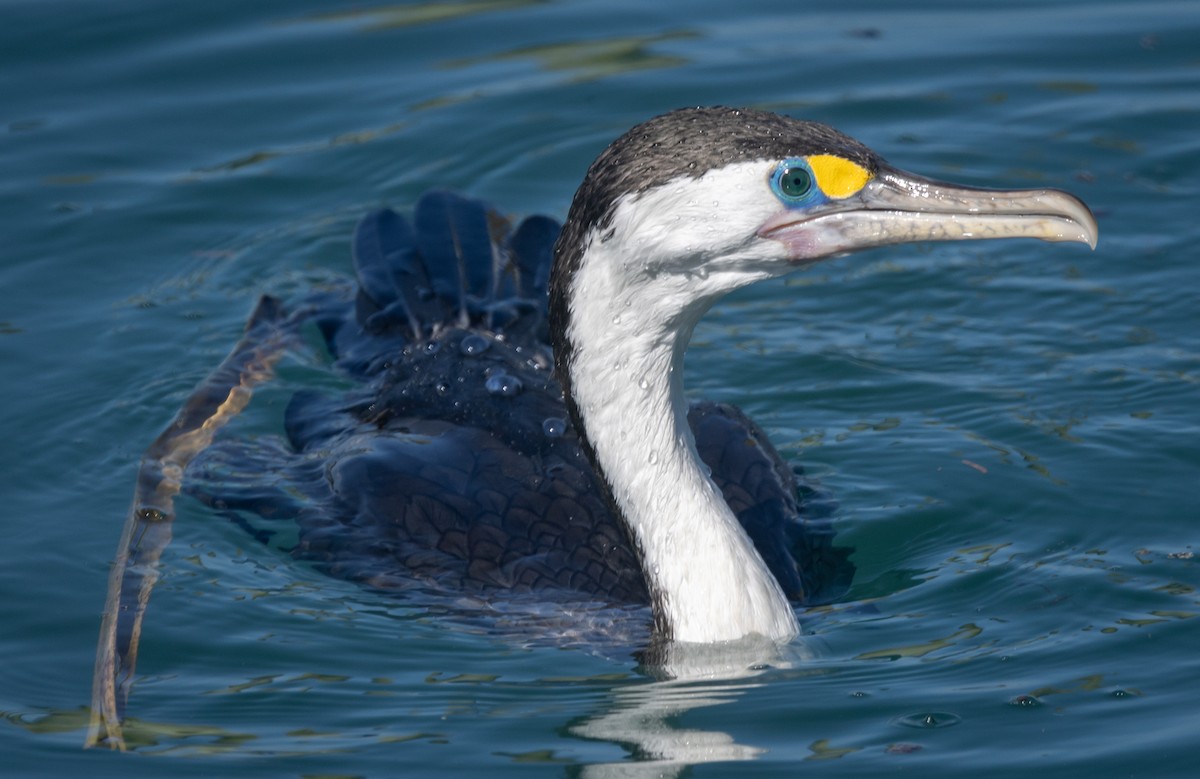 Pied Cormorant - ML616463369