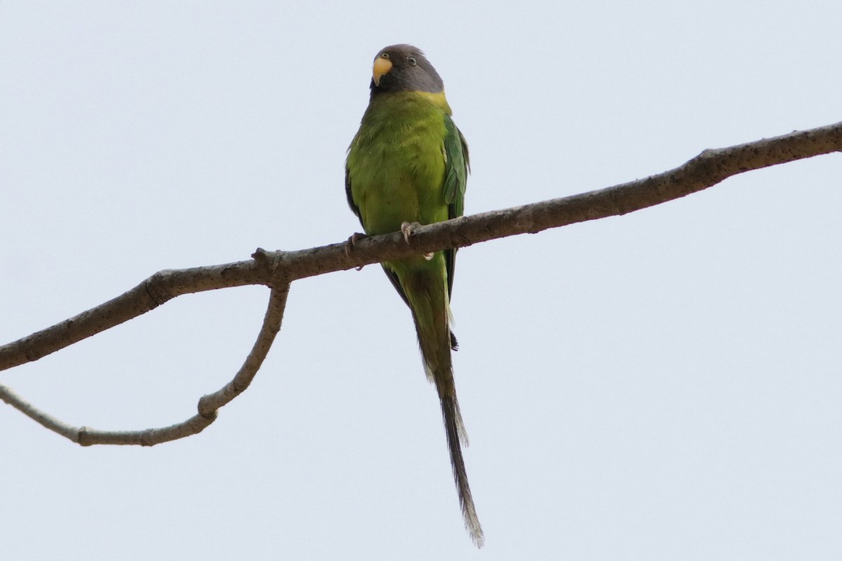 Slaty-headed Parakeet - ML616463373