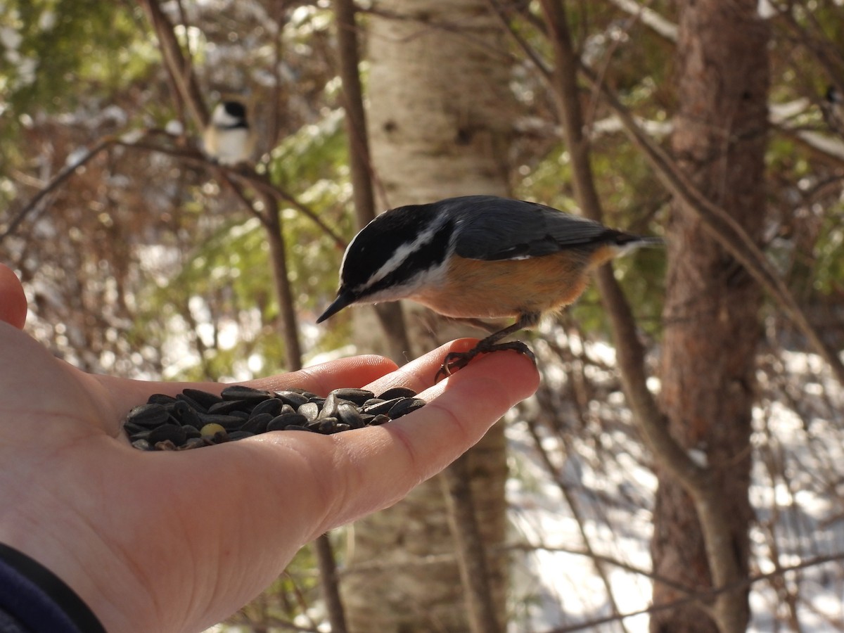 Red-breasted Nuthatch - ML616463406