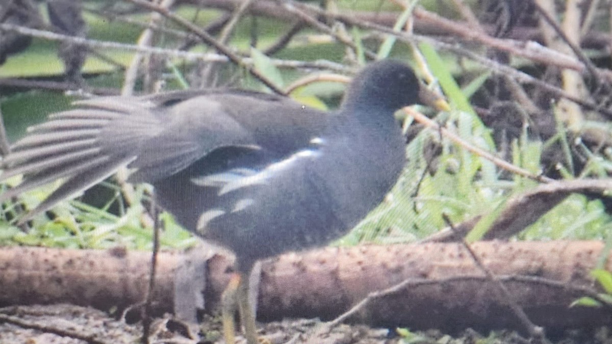 Gallinule poule-d'eau - ML616463408