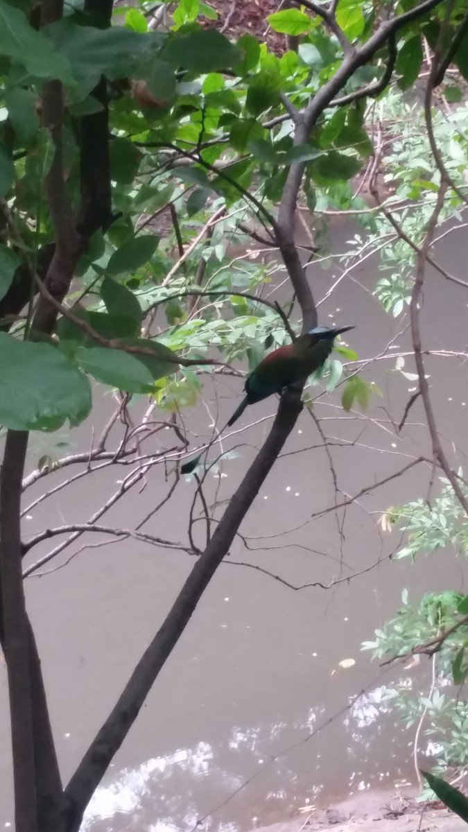 Turquoise-browed Motmot - ML616463455