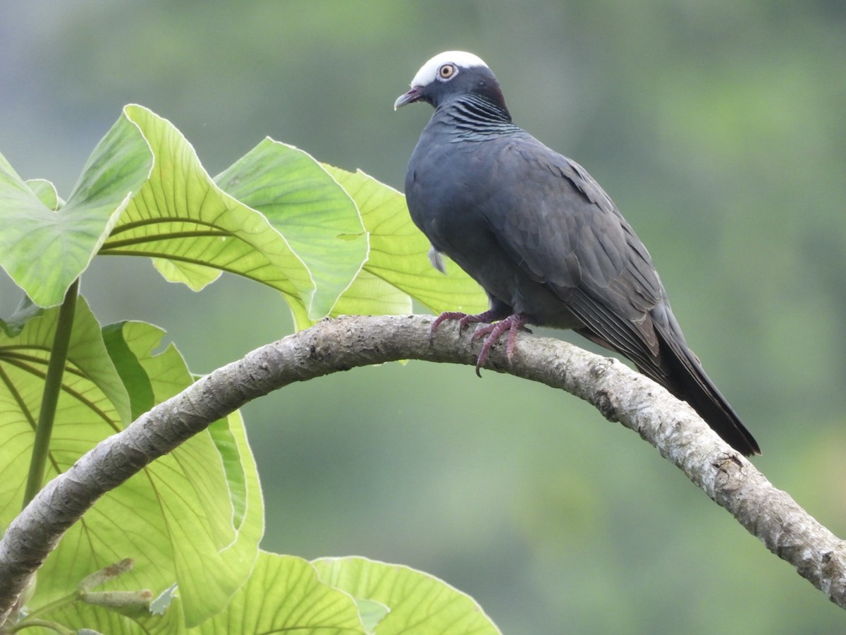 White-crowned Pigeon - ML616463456