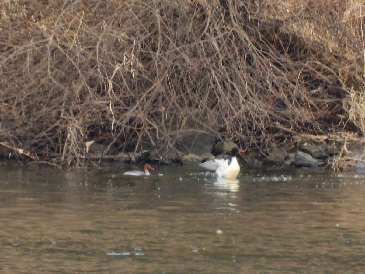 Scaly-sided Merganser - ML616463489