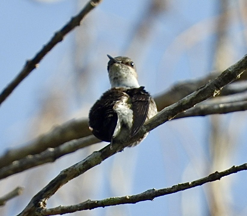 コビトハチドリ - ML616463517