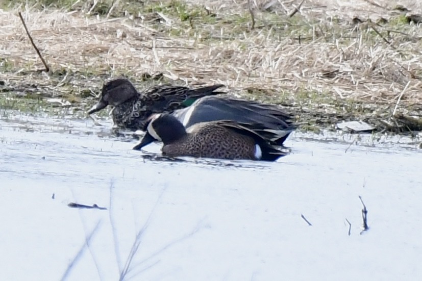 Blue-winged Teal - ML616463528