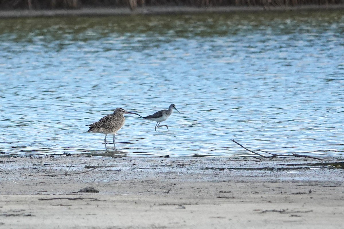 Whimbrel - ML616463535