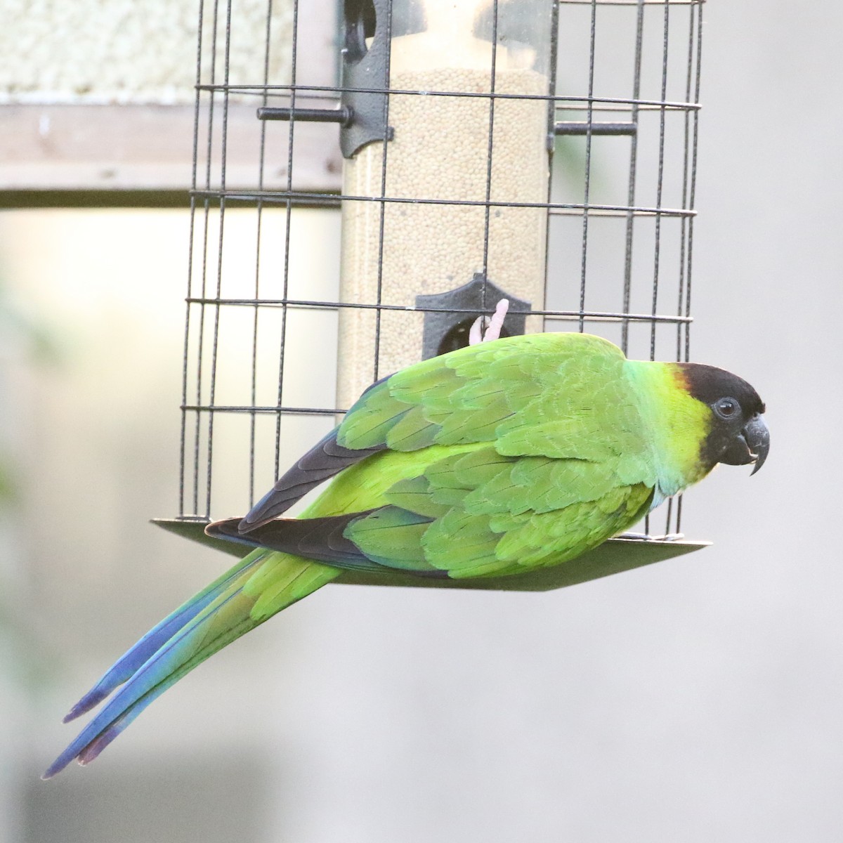 Nanday Papağanı - ML616463561
