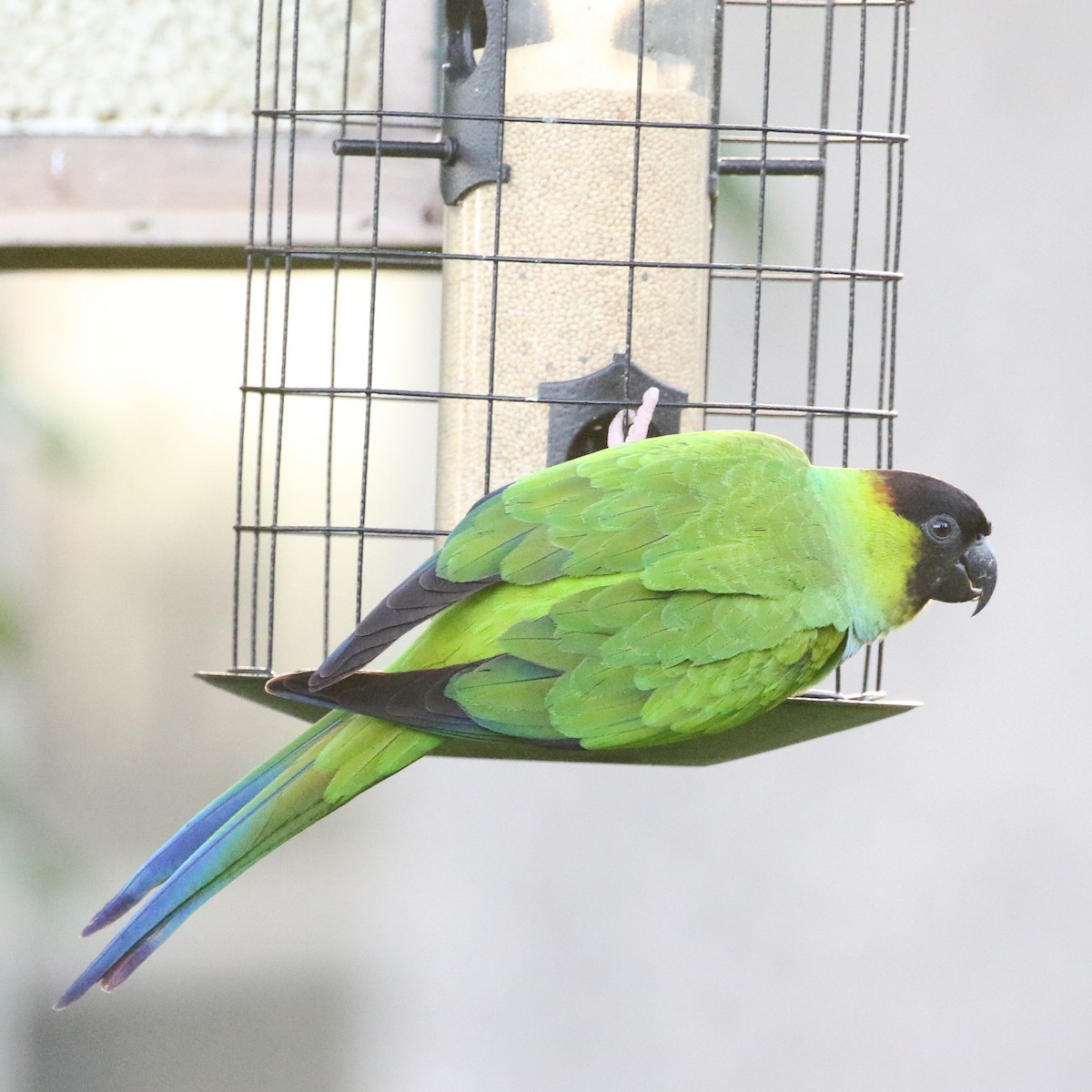 Nanday Parakeet - ML616463561